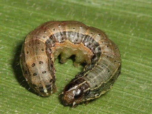 Foto de uma spodoptera frugiperda enrolada