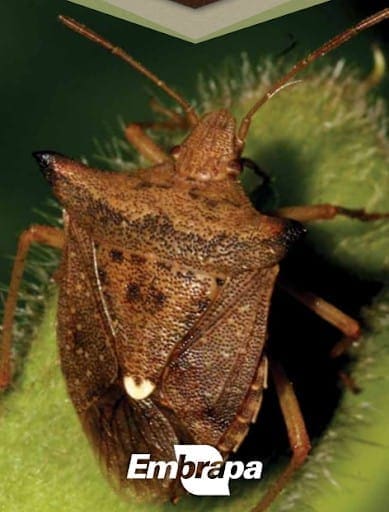 Foto de um percevejo marrom