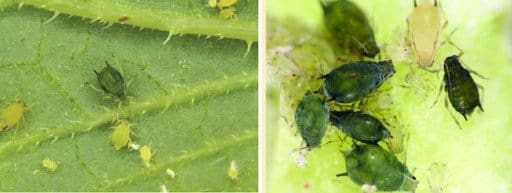 Pulgões em folha, uns com coloração verde escuro, outros mais claros e amarelados