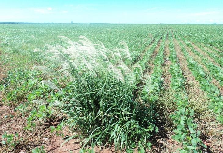 Manejo de plantas daninhas em sorgo: Dual Gold e outras ferramentas