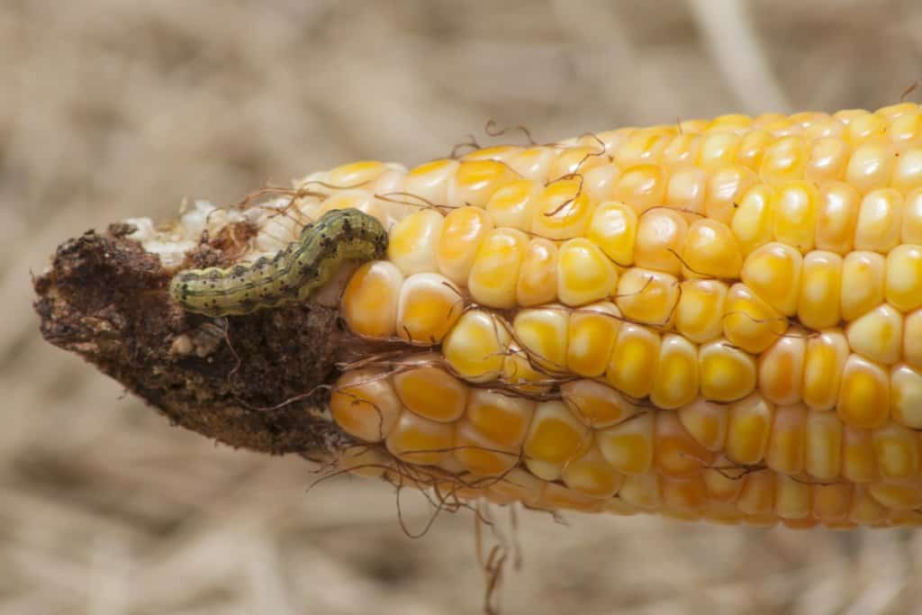helicoverpa