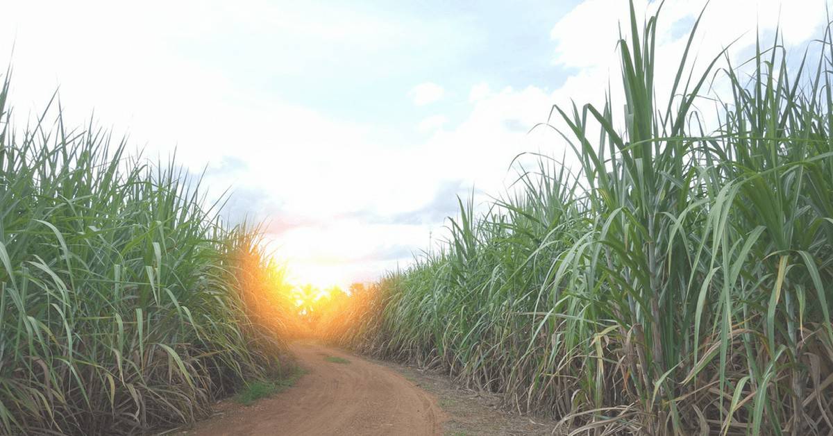 fosfatagem-cana-de-açúcar