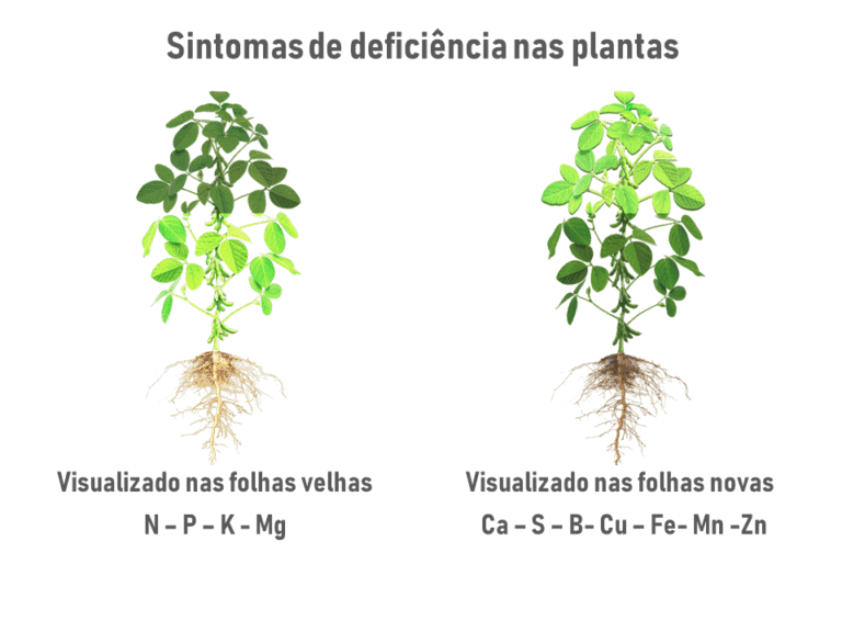 6-tipos-de-adubos-químicos-na-cultura-da-soja-deficiência