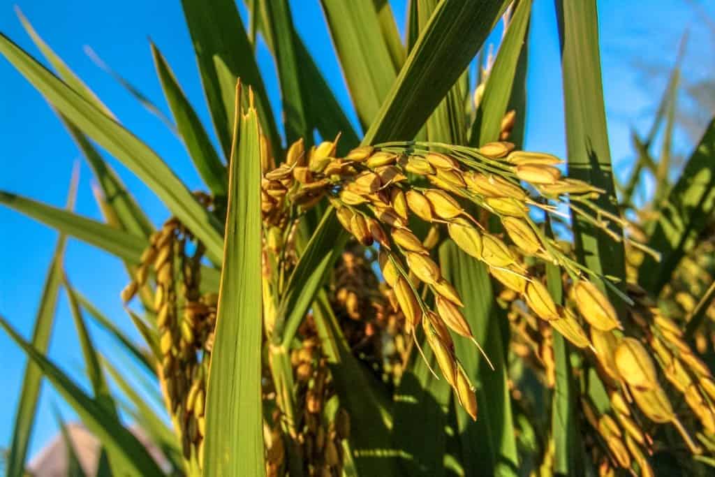 cultivo-de-arroz