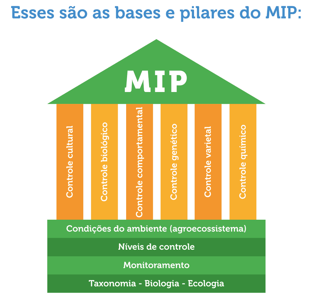 lagarta-do-cartucho do milho