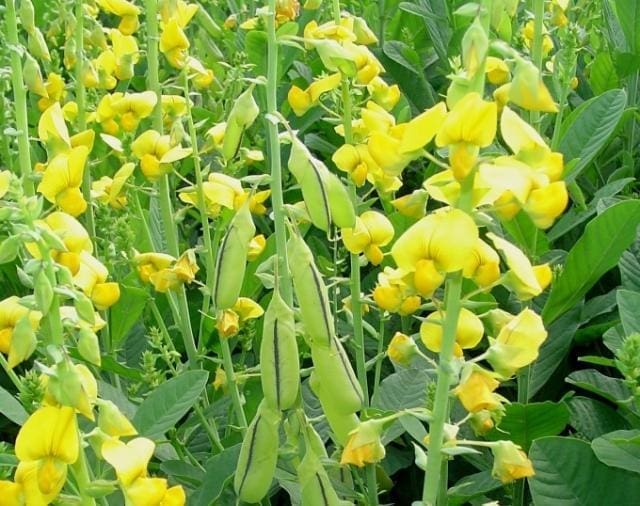 Planta crotalaria spectabilis com flores amarelas. 