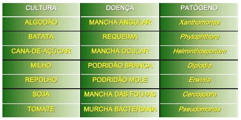 potássio nas plantas