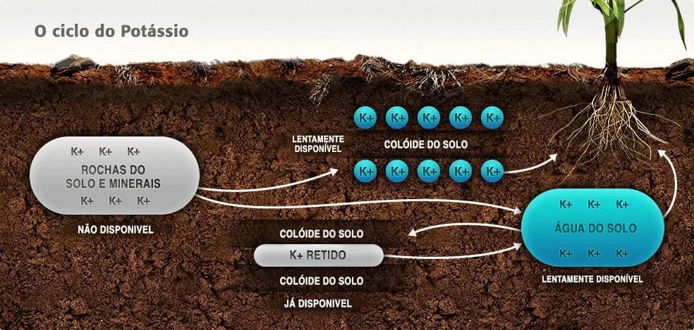 potássio nas plantas