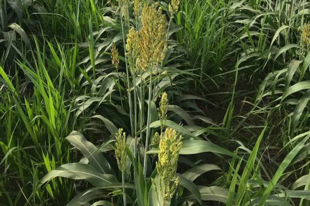brachiaria