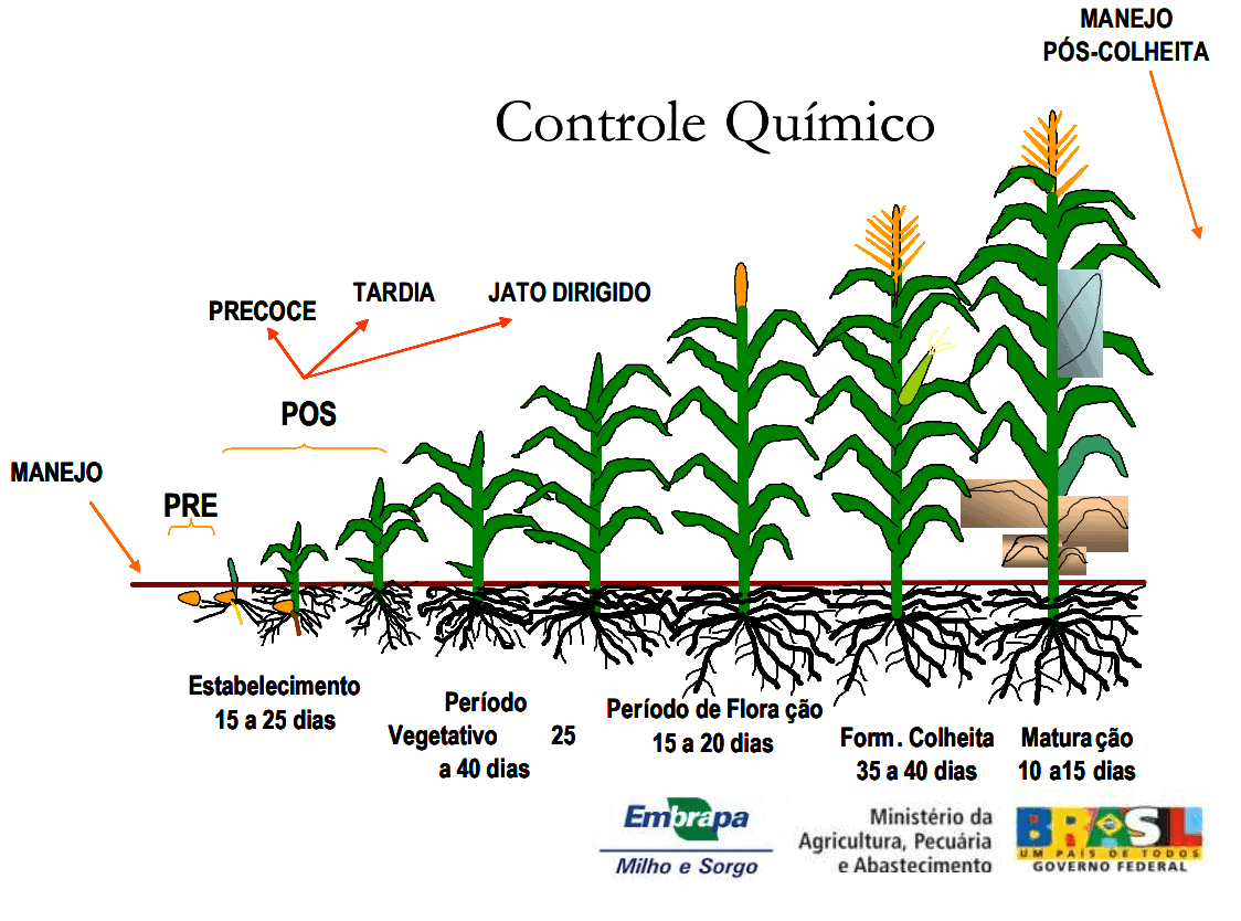 NOVO herbicida pré-emergente para SOJA e MILHO