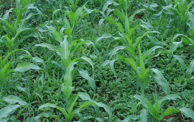 Herbicida pré-emergente Kyojin tira as daninhas da sua plantação!