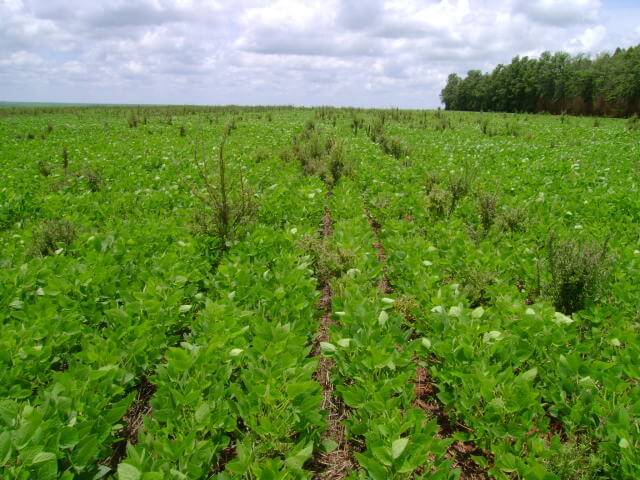 Herbicidas para soja: Manejo certeiro sem prejudicar a lavoura - Blog da  Aegro