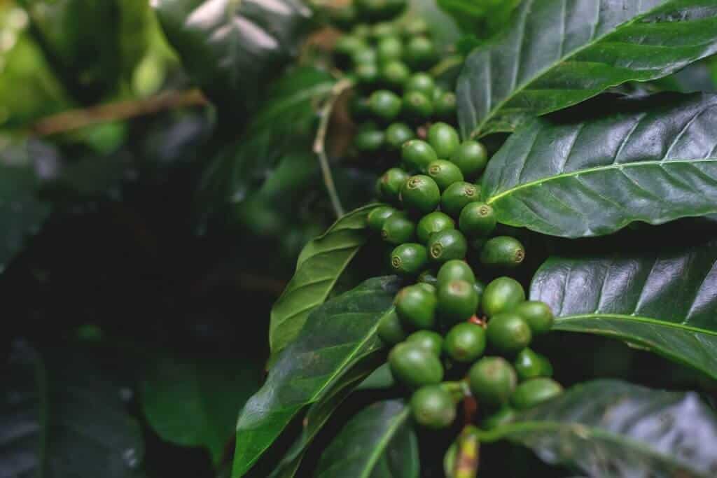 adubação para café