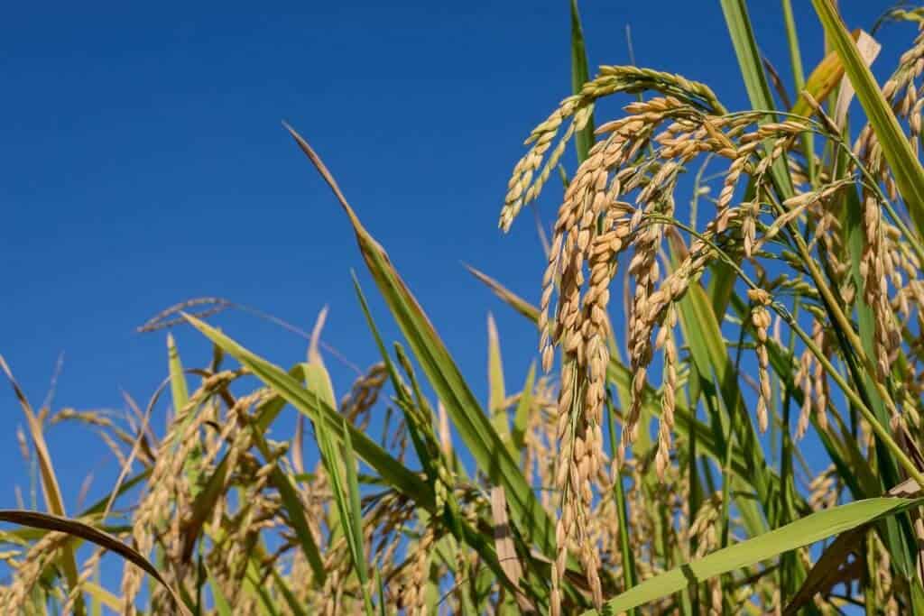 plantação de arroz