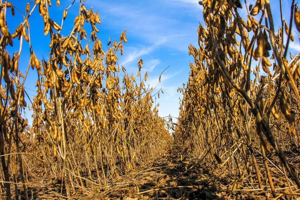 colheita de soja no mato grosso