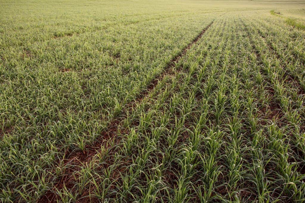 plantio de trigo