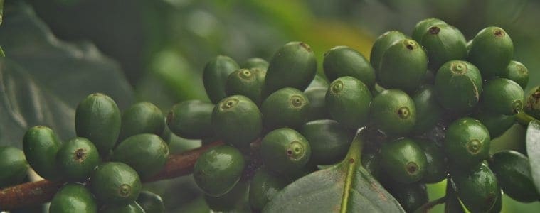 broca-de-café