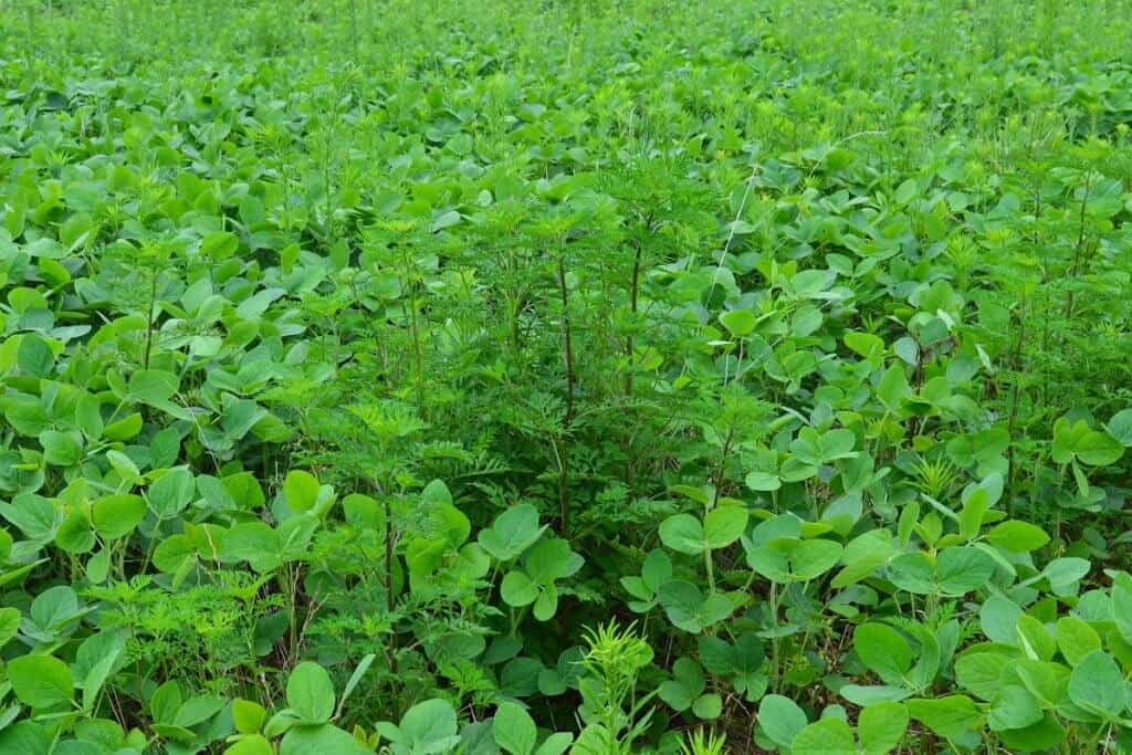 plantas daninhas da soja