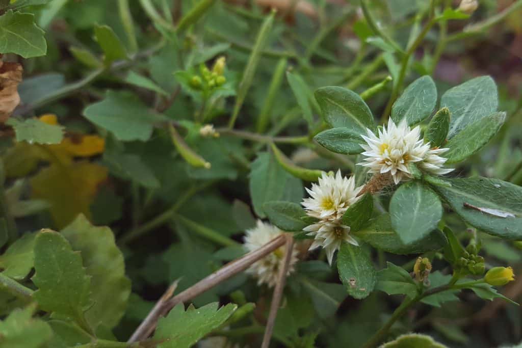 plantas daninhas em feijão