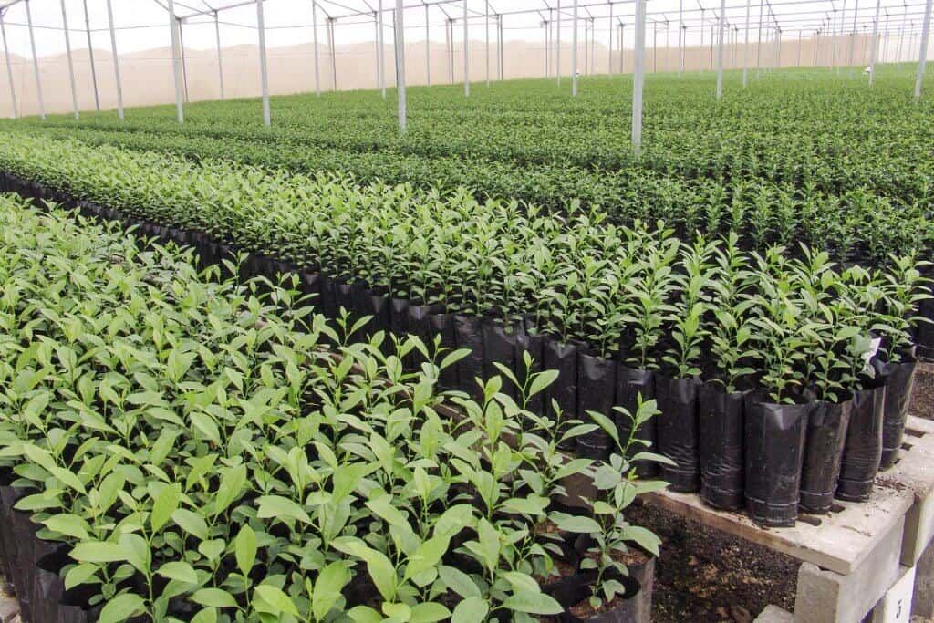 porta-enxertos-na-citricultura