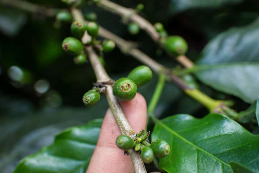 pragas do café