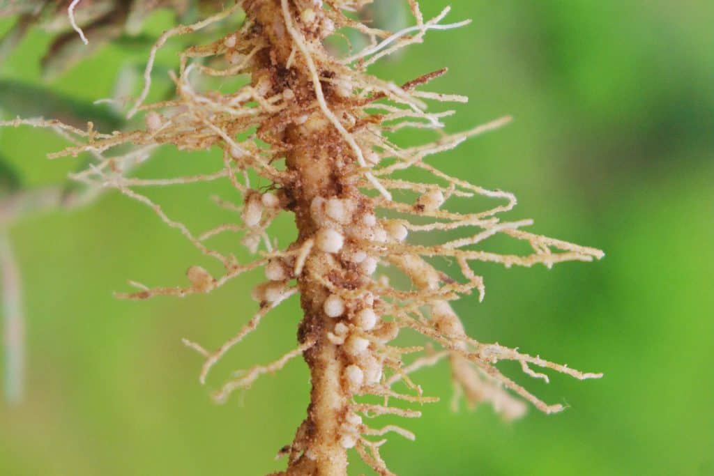 tipos de nematoides