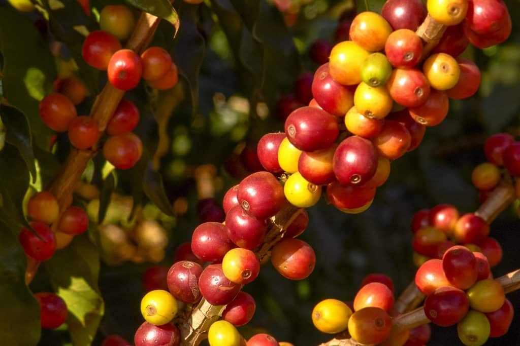 variedades de café mais produtivas