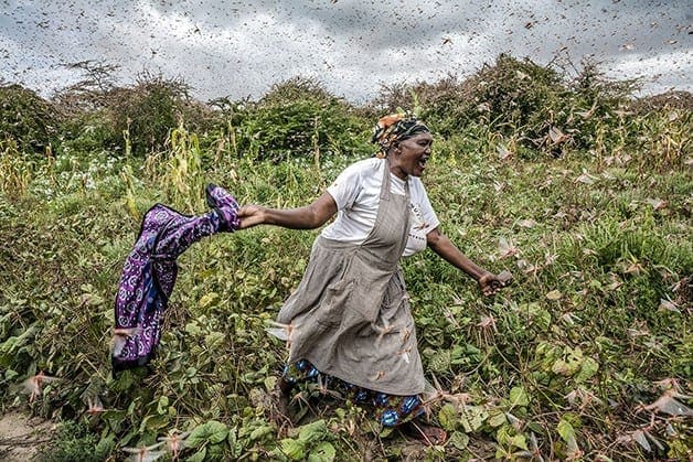 Nuvem de gafanhotos no continente africano