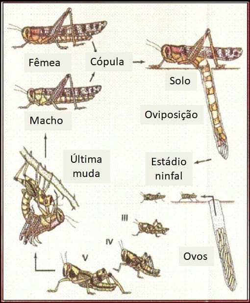 Ciclo de vida do gafanhoto sudamericano (Schistocerca cancellata)