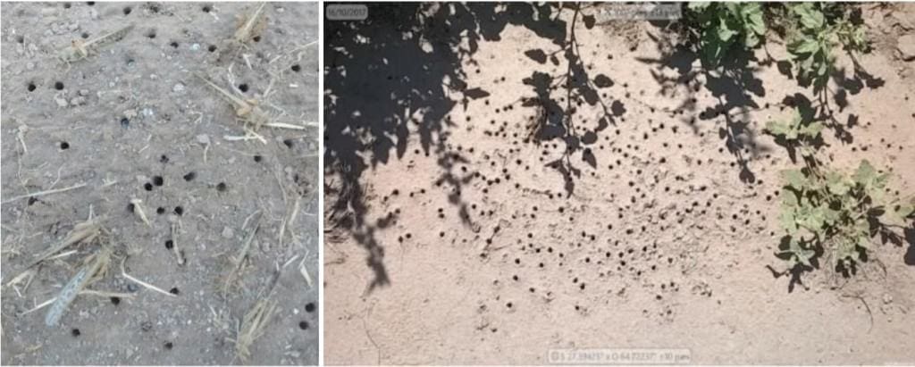 Postura de ovos do gafanhoto sudmericano no solo