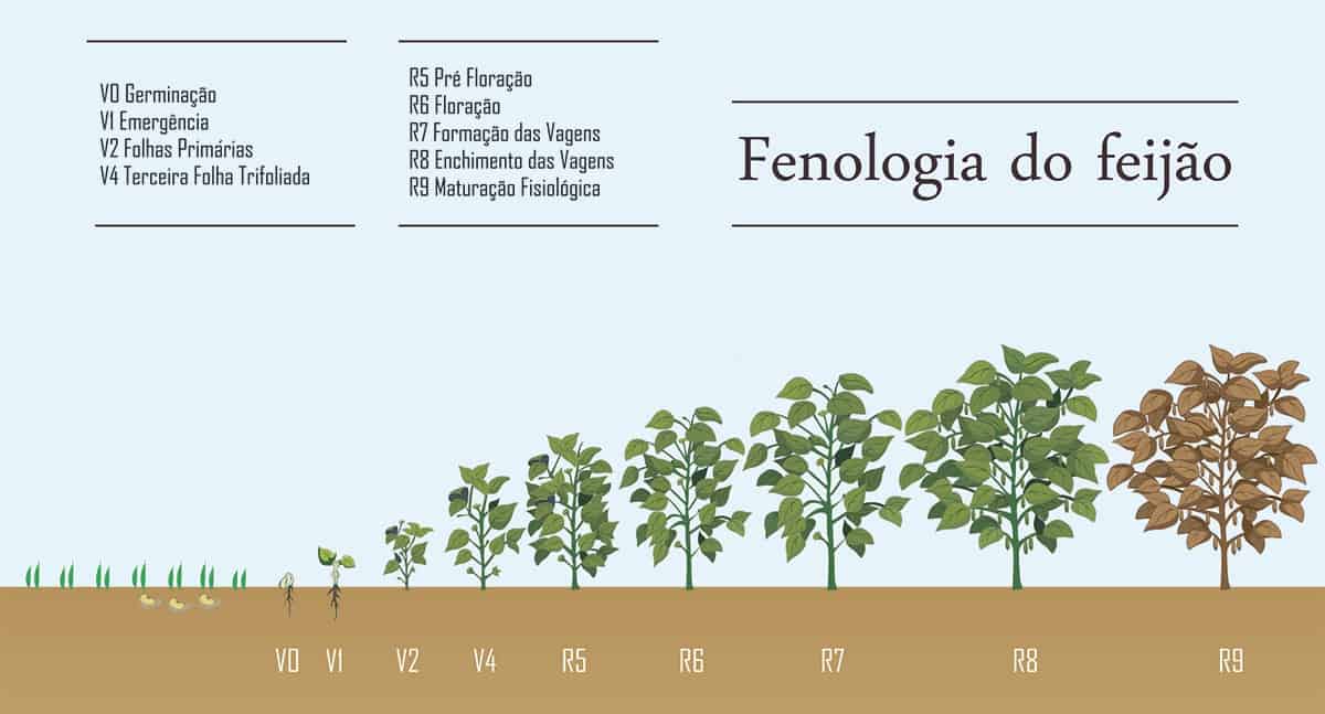 infográfico com Fenologia do feijoeiro