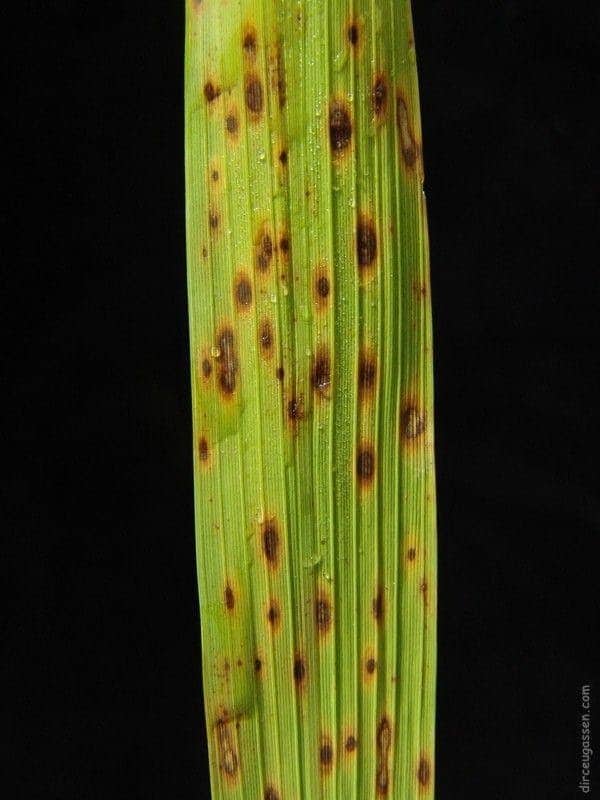 foto de Mancha parda - doenças do arroz