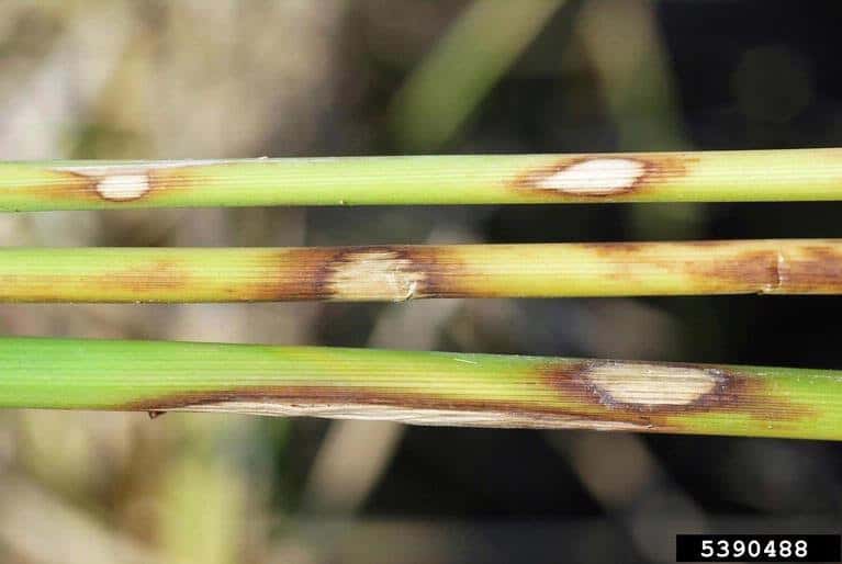 foto que mostra mancha das bainhas
