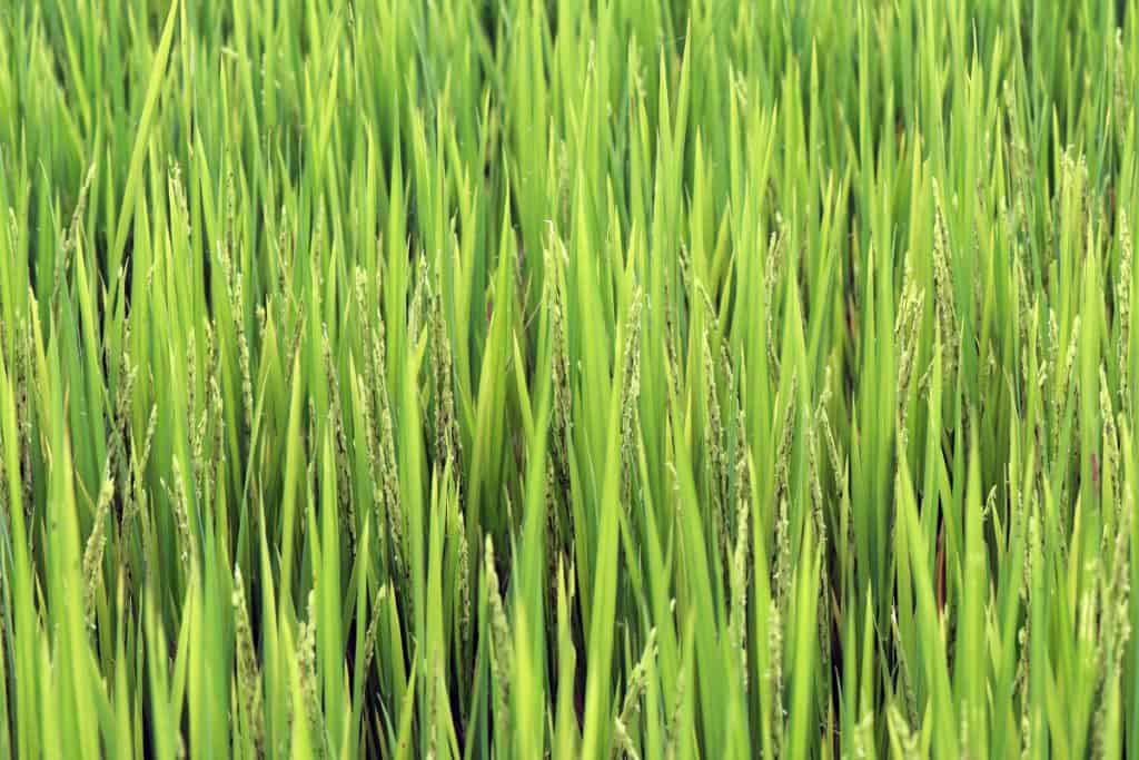 adubação para arroz