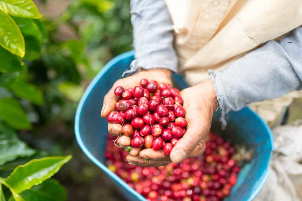 custo de produção do café