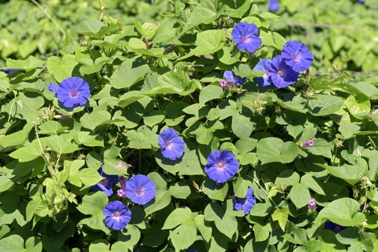planta daninha corda-de-viola