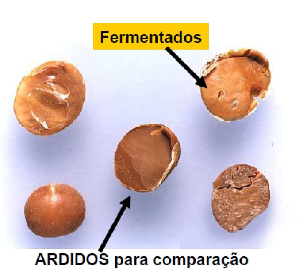 Grãos avariados determinam a qualidade e o uso da soja