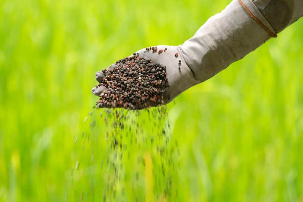 overfert fertilização em excesso