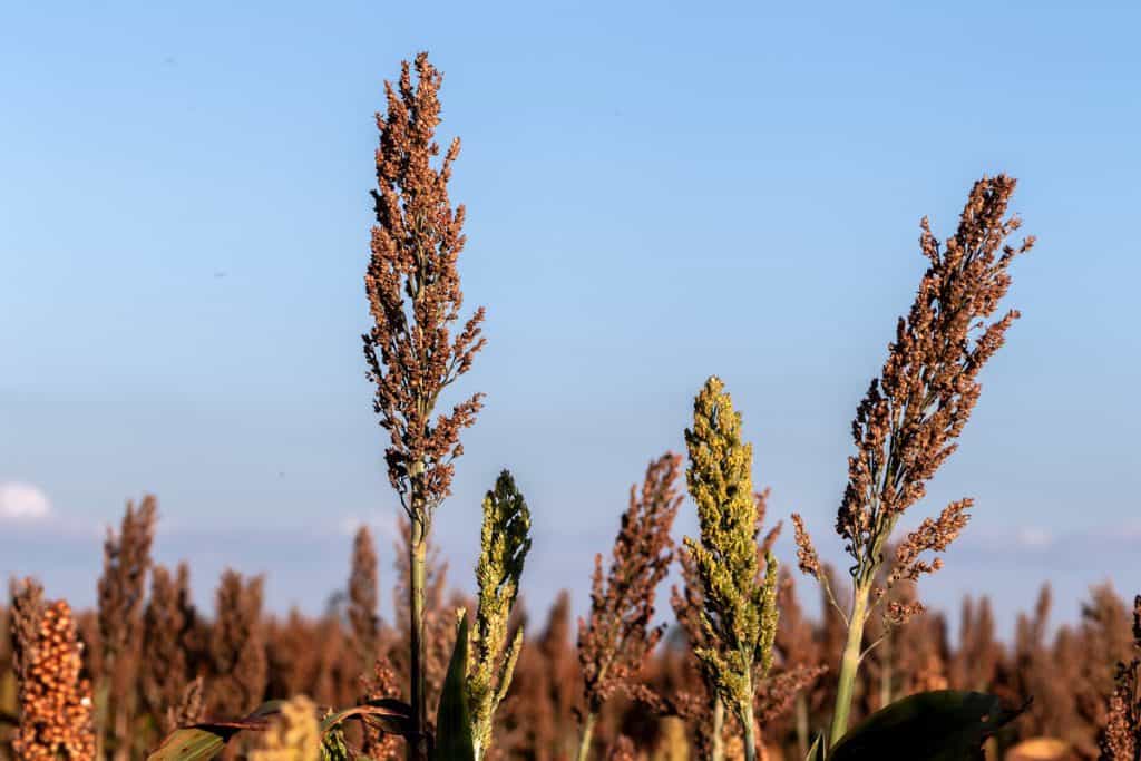 plantio de sorgo