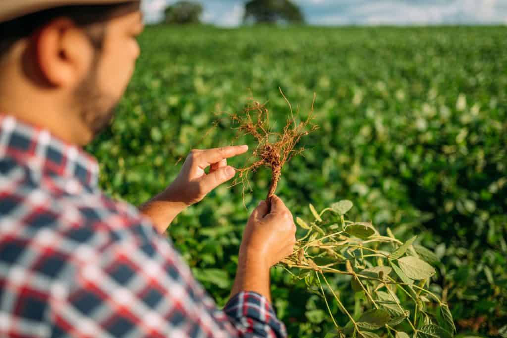 podridão radicular em soja
