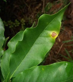 Café Conilon: mancha-do-olho-pardo (cercosporiose) e ferrugem