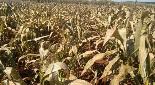 Plantas de milho afetadas pela geada