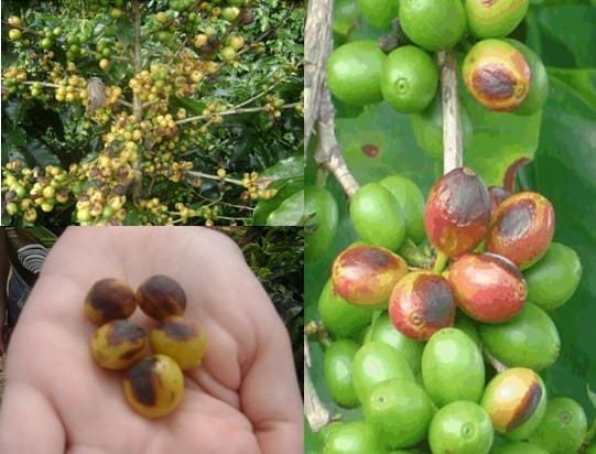 Café Conilon: mancha-do-olho-pardo (cercosporiose) e ferrugem