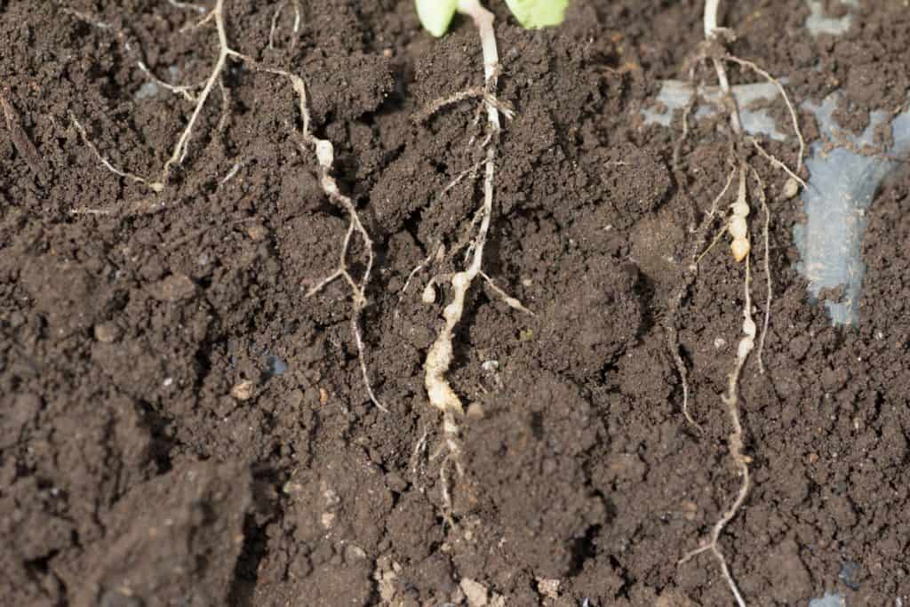 nematoides no algodão