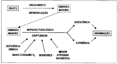 Representação de eventos que caracterizam o repouso após maturidade das sementes