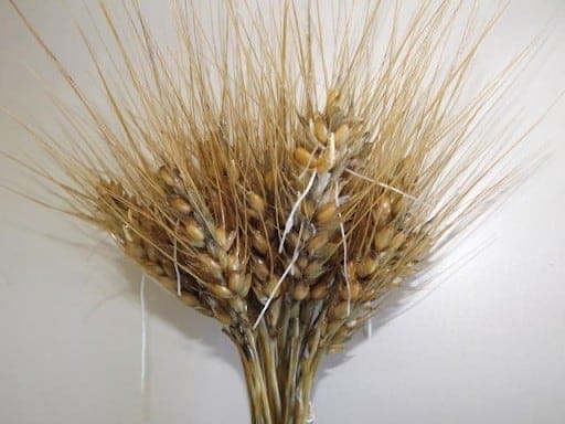 Foto de uma espiga de trigo, em que sementes estão germinando.