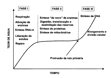 Gráfico que mostra os principais eventos metabólicos da germinação das sementes. O processo é dividido em três fases.