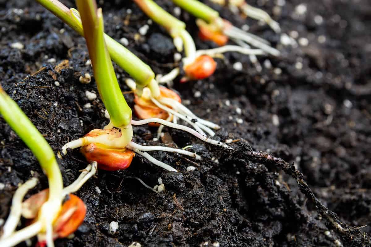 Imagem de sementes germinando em solo úmido, com algumas plântulas já emergidas