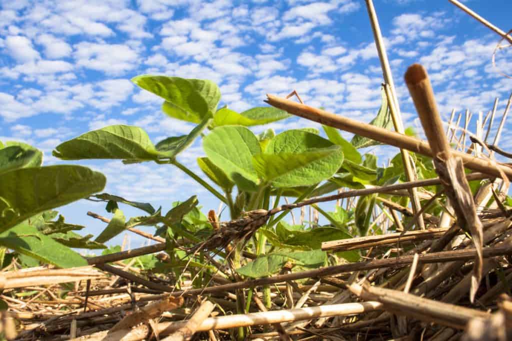 Imagem mostra planta de soja pequena na palha