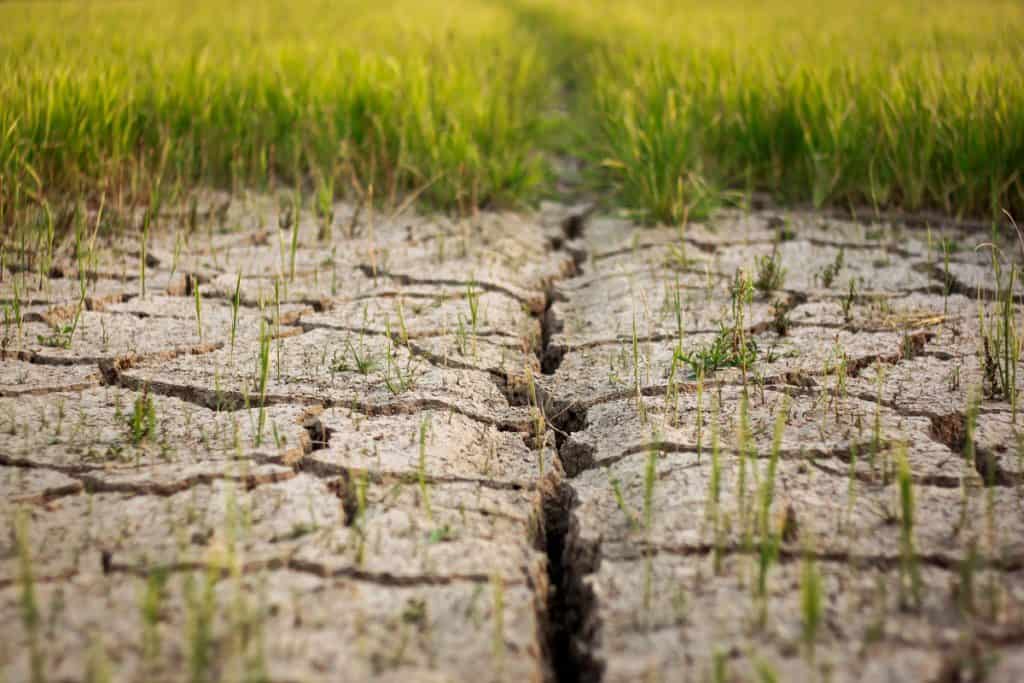 Foto de solo rachado, com algumas mudas plantadas